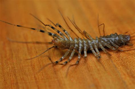 Centipedes in my house. Things To Know About Centipedes in my house. 